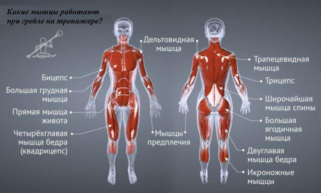 Изучаем свое тело: какие мышцы работают на гребном тренажере